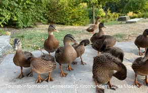 Enten im Kurpark